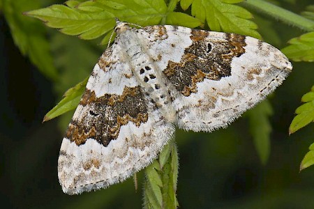 Silver-ground Carpet Xanthorhoe montanata