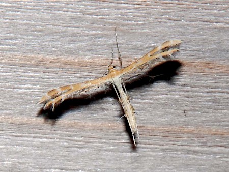 Scarce Light Plume Crombrugghia laetus