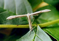 Emmelina monodactyla