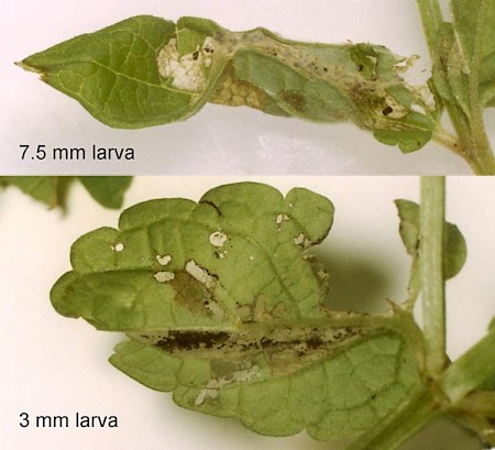 Prochoreutis myllerana