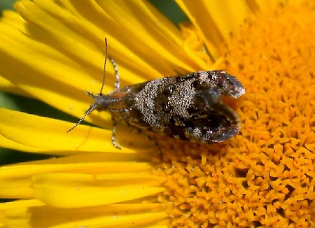 Tebenna micalis