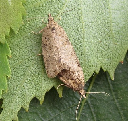 Capua vulgana