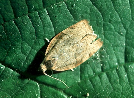 Barred Fruit-tree Tortrix Pandemis cerasana