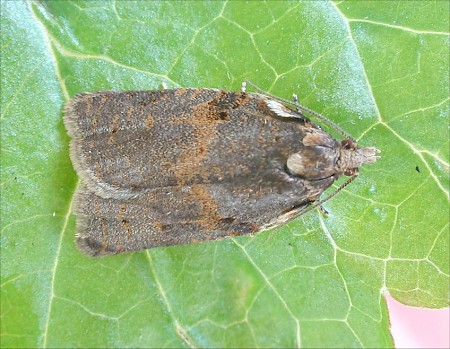 Cyclamen Tortrix Clepsis spectrana