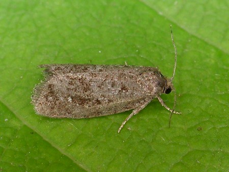 Neosphaleroptera nubilana