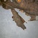 Larval case • Larval case on Quercus leaf, Devon • © Bob Heckford