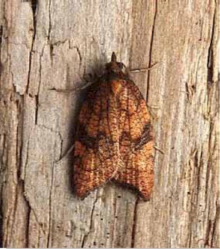 Rhomboid Tortrix Acleris rhombana