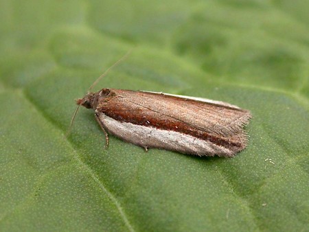 Acleris hastiana