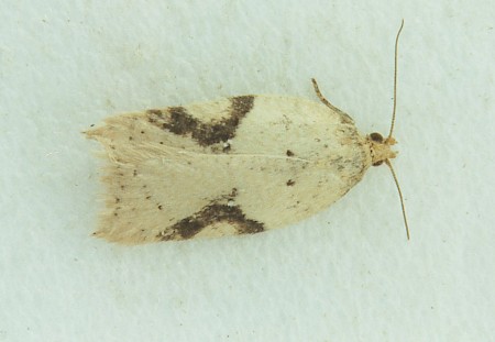 Acleris ferrugana