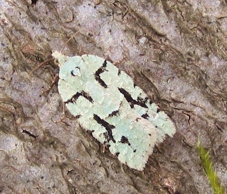 Acleris literana
