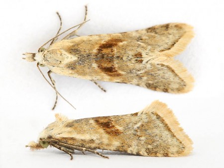 Cochylimorpha straminea