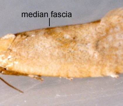 Adult &bull; Ex larva on Aster tripolium. Flintshire &bull; &copy; Ian Smith