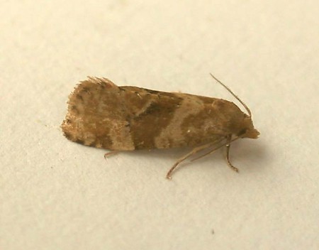 Gynnidomorpha alismana