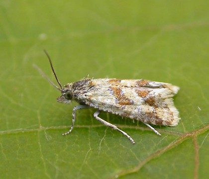 Adult &bull; North Foreland, Kent &bull; &copy; Francis Solly