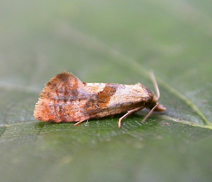 Adult &bull; Church Wood, Kent. Swept from goldenrod &bull; &copy; Francis Solly