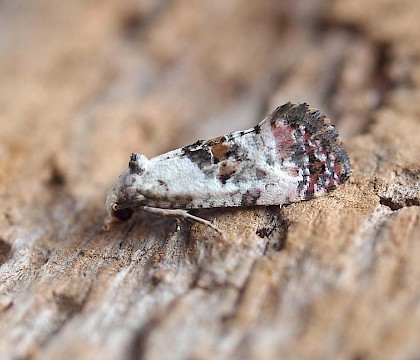 Adult &bull; Kenfig NNR, Glamorgan &bull; &copy; Paul Parsons