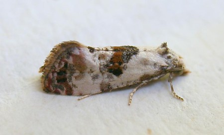 Cochylis hybridella