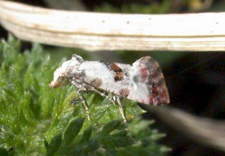 Cochylis hybridella