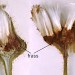 Feeding signs • Opened seedheads of Sonchus arvensis. Cheshire. August. Imagines reared. • © Ian Smith