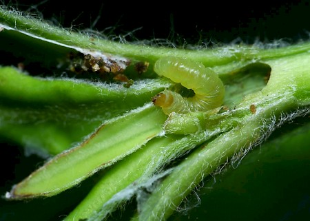 Lobesia occidentis