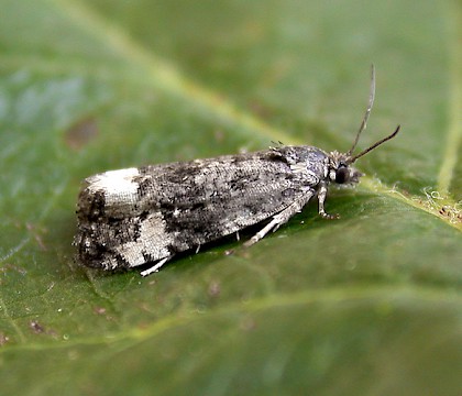 Adult &bull; Charnwood Lodge NR, Leics. &bull; &copy; Andy Mackay
