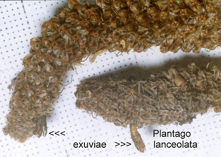 Endothenia marginana