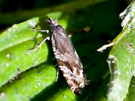 Ancylis unguicella