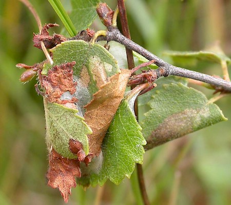 Ancylis tineana