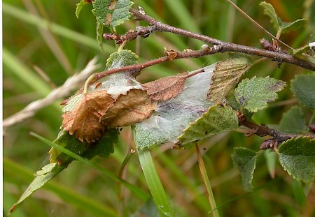 Ancylis tineana