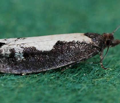 Adult &bull; Kilnsea, E. Yorkshire &bull; &copy; Pete Crowther