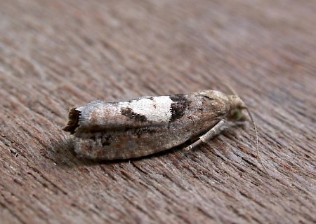 Epinotia brunnichana