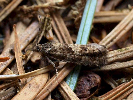 Epinotia pygmaeana
