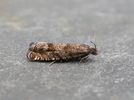 Epinotia subsequana