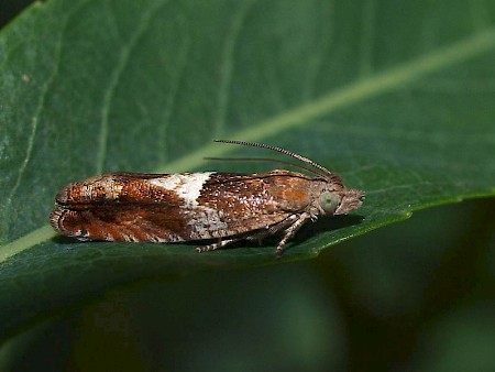 Nut Bud Moth Epinotia tenerana