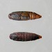 Pupa • Ex catkin in Betula, Chorlton Greater Manchester • © Ben Smart