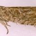 Adult • ex larva in Salix catkins collected April. • © Ian Smith