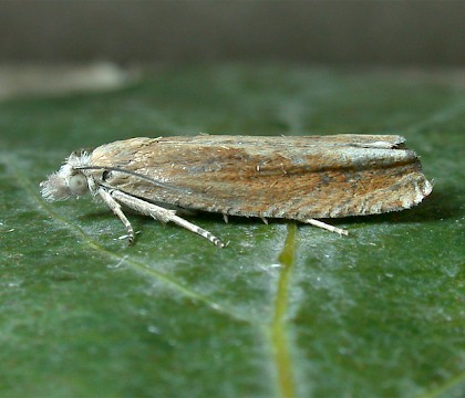 Adult &bull; Clipsham Quarry, Rutland Leics. &bull; &copy; Andy Mackay