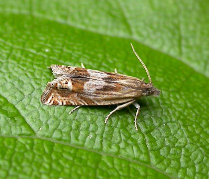 Adult &bull; Gait Barrows NNR, N. Lancs &bull; &copy; George Tordoff