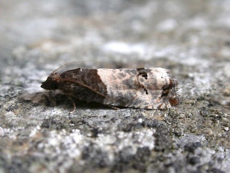 Notocelia incarnatana
