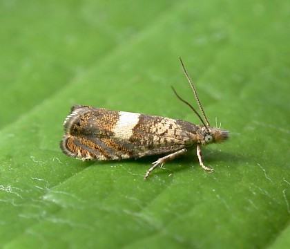 Adult &bull; Denham, E. Suffolk &bull; &copy; Nigel Whinney