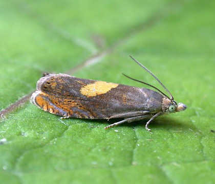 Adult &bull; Denham, East Suffolk. Gen. det. N. Whinney &bull; &copy; Nigel Whinney