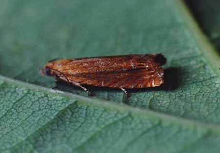 Lathronympha strigana