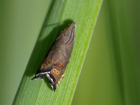 Grapholita gemmiferana