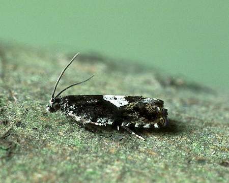 Pammene argyrana