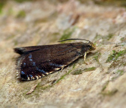 Adult &bull; Hunthouse Wood, Worcestershire &bull; &copy; Patrick Clement