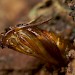Pupal exuviae • Netherlands • © Jeroen Voogd