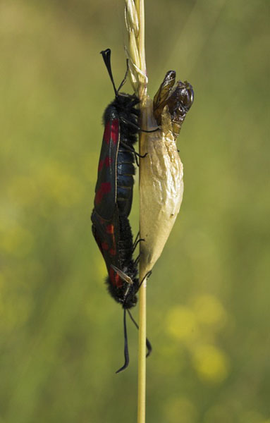 Six-Spot Burnet Zygaena filipendulae