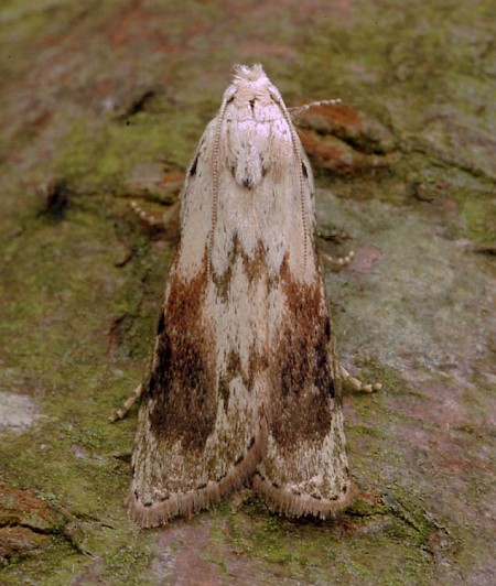 Bee Moth Aphomia sociella