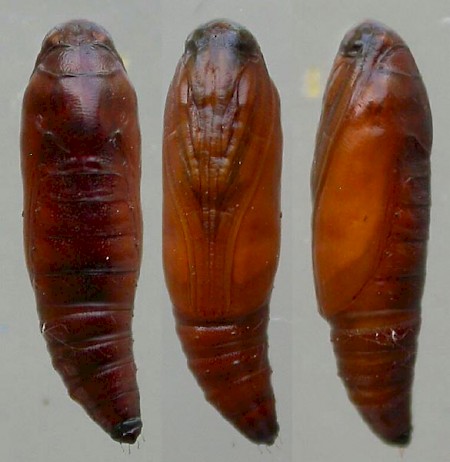 Acrobasis consociella
