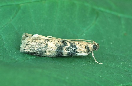 Euzophera pinguis